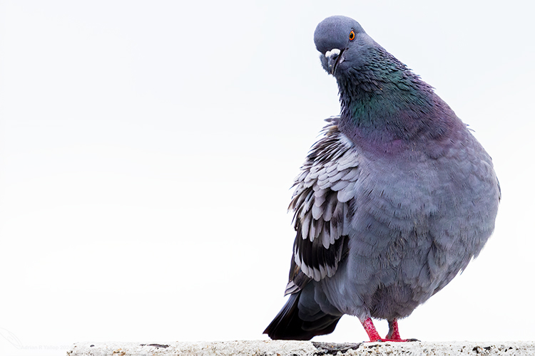 Rock dove, giving me a look 